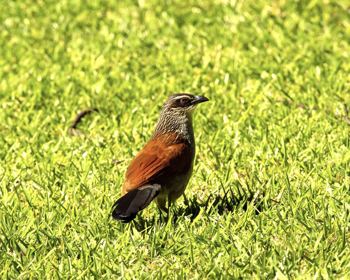 Coucal à sourcils blancs - ML620768566