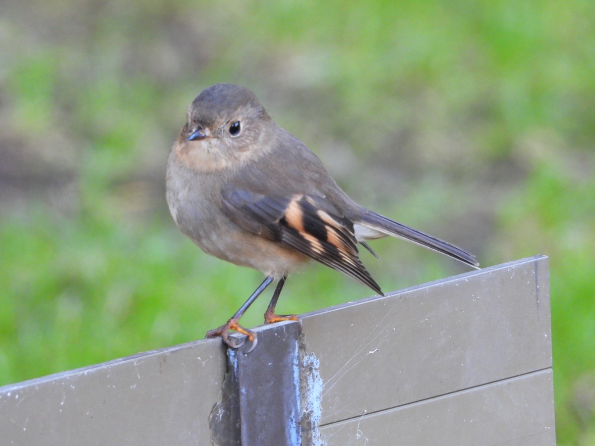 Pink Robin - ML620768571