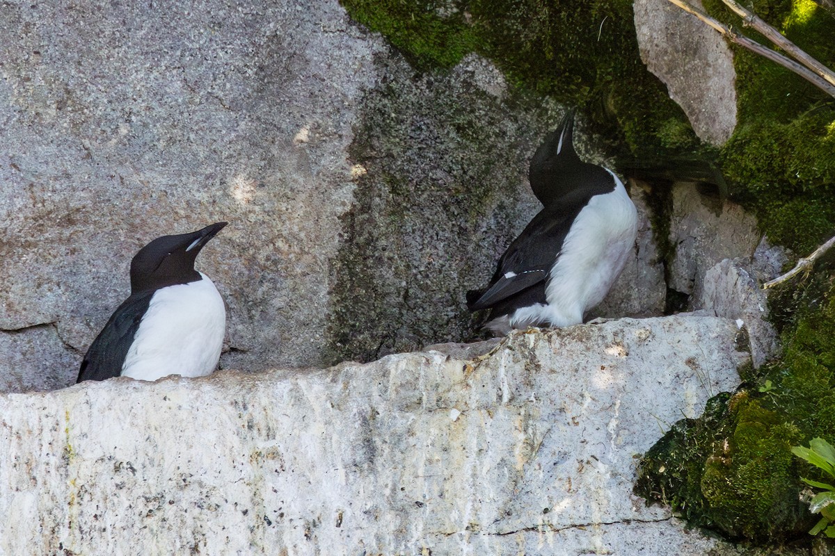 Thick-billed Murre - ML620768574