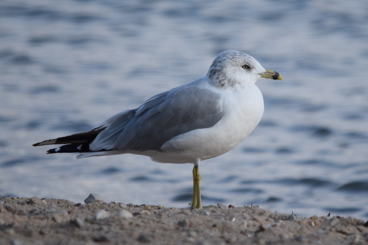 Gaviota de Delaware - ML620768585