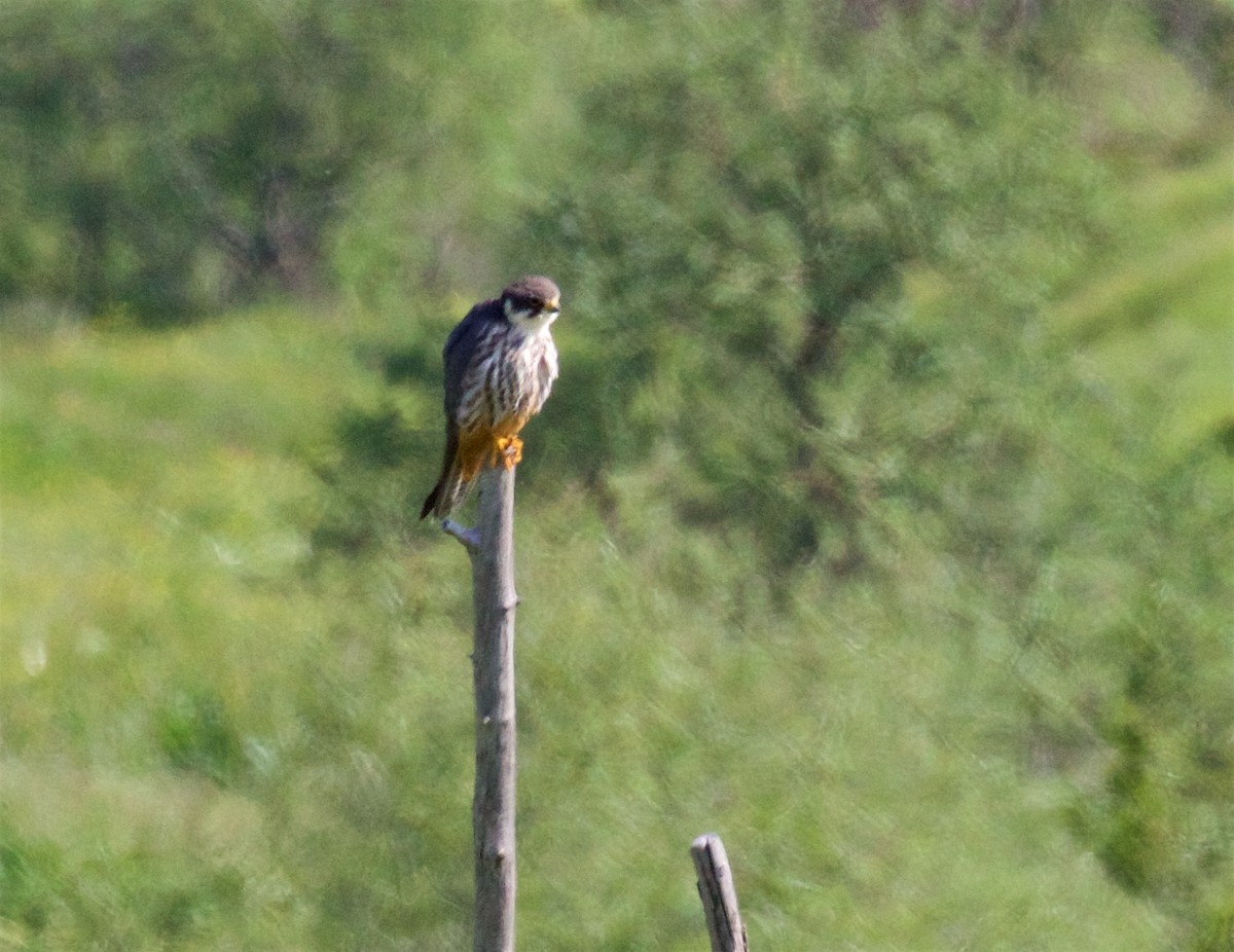 Eurasian Hobby - ML620768586