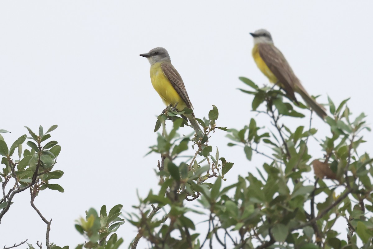 Couch's Kingbird - ML620768587