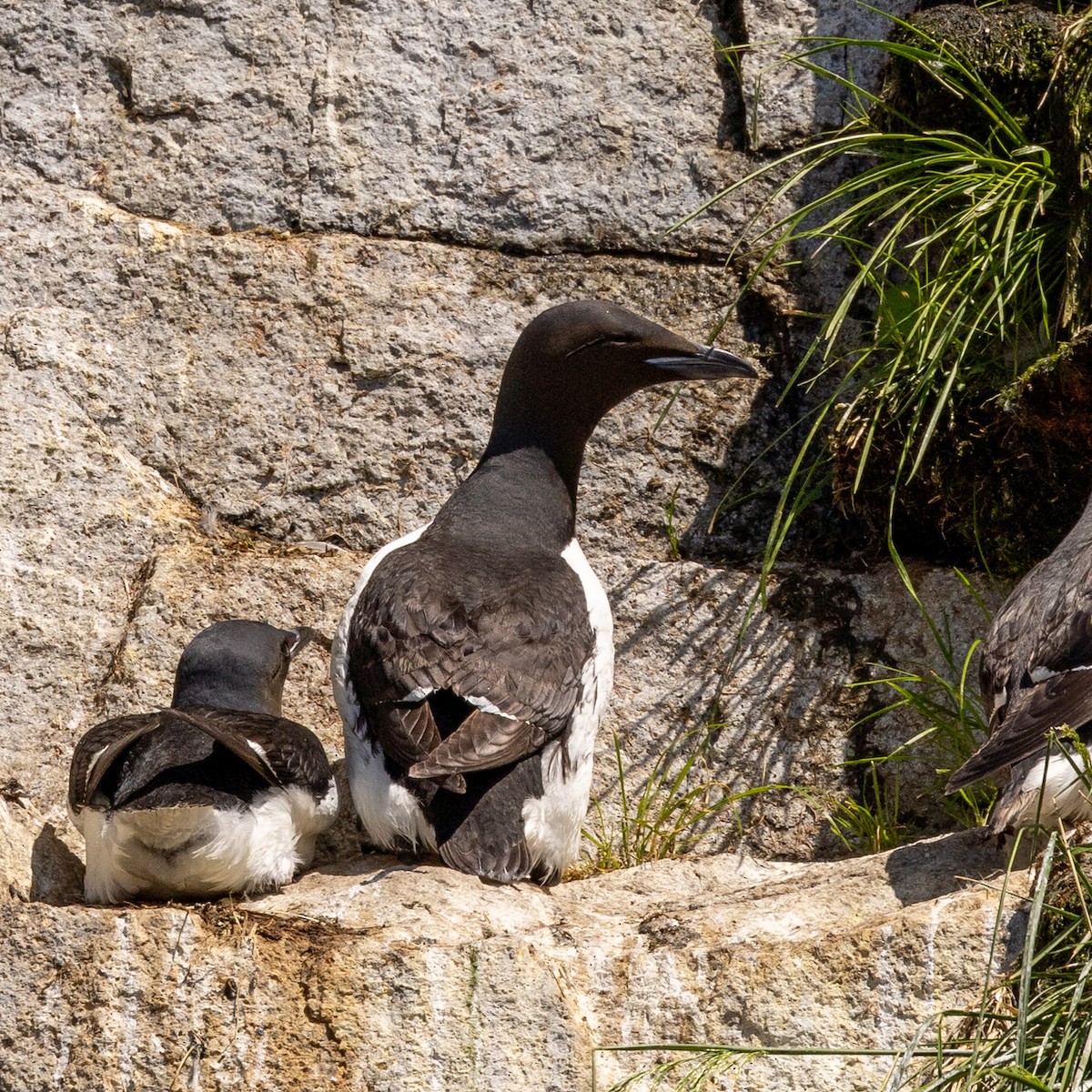 Thick-billed Murre - ML620768590