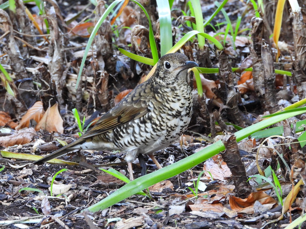 Bassian Thrush - ML620768591