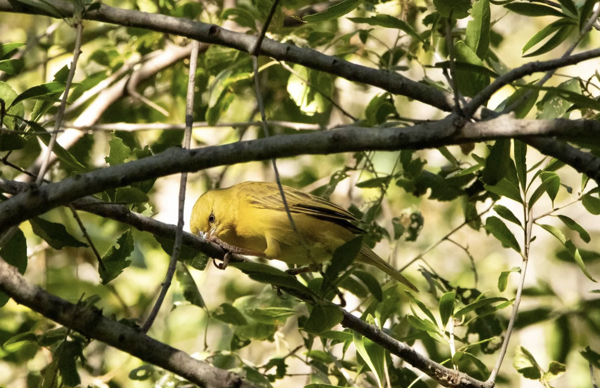 Southern Brown-throated Weaver - ML620768593