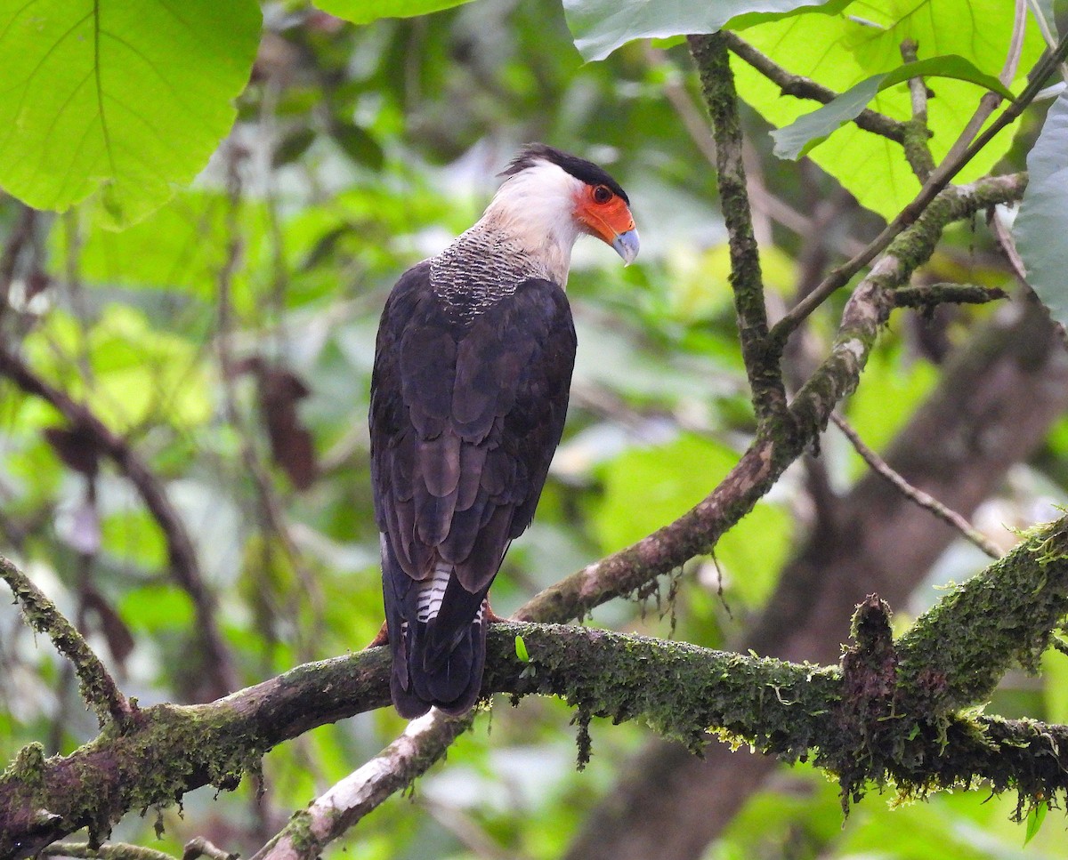 Caracara Carancho - ML620768595