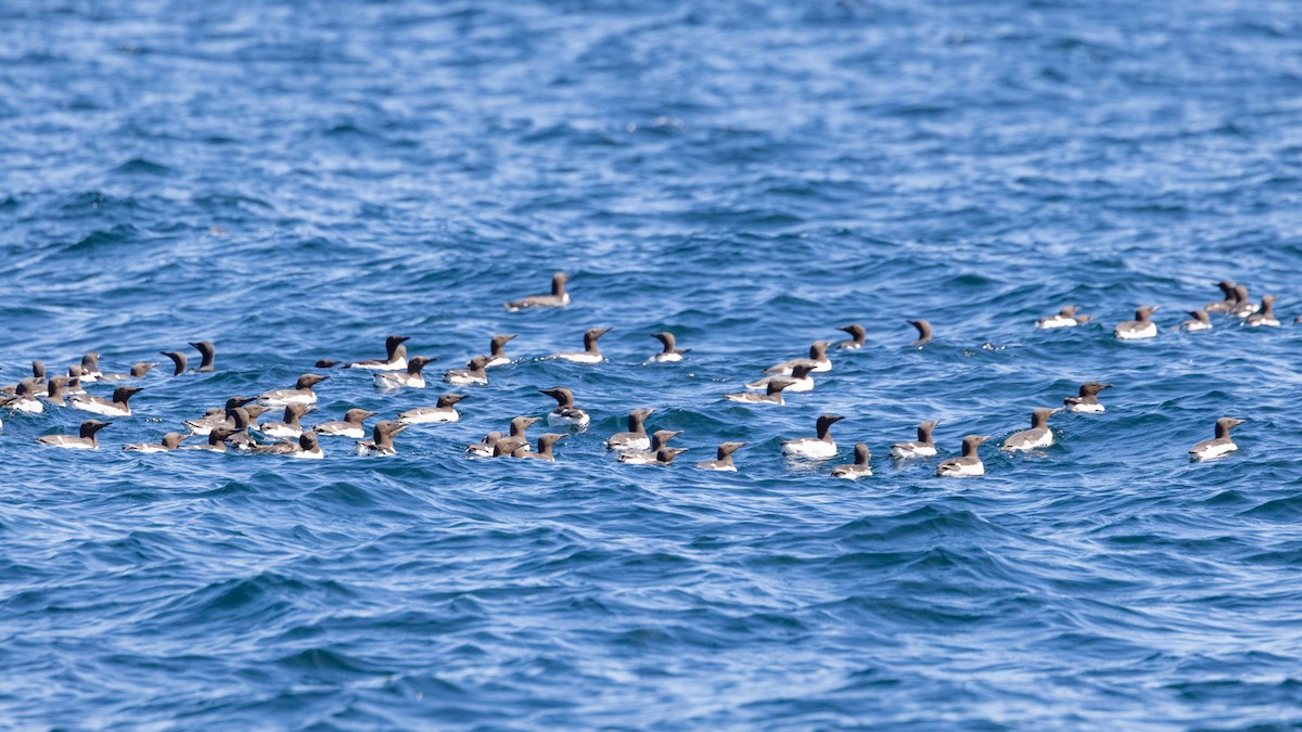 Common Murre - ML620768596