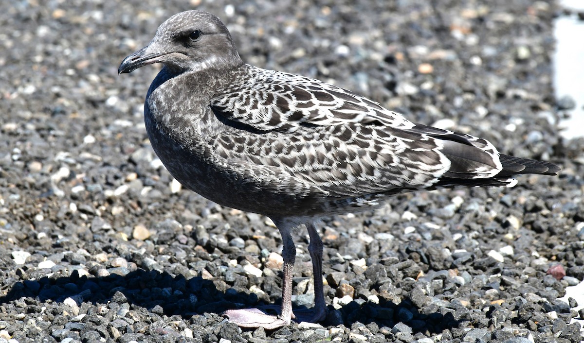 Gaviota Californiana - ML620768597