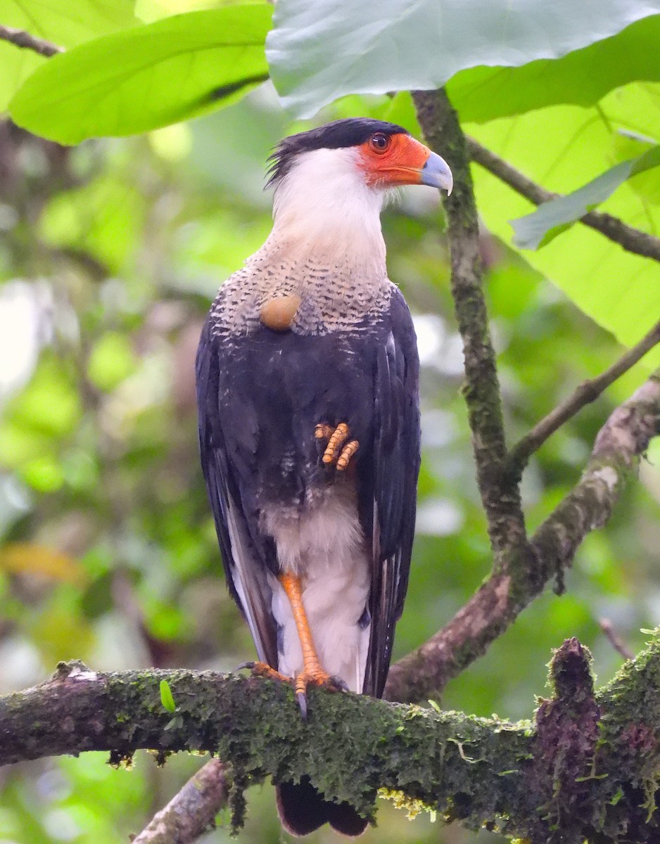 Crested Caracara - ML620768598