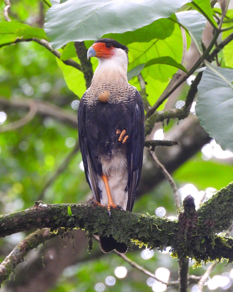 Crested Caracara - ML620768599