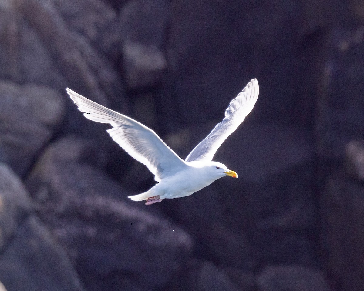 Glaucous-winged Gull - ML620768602