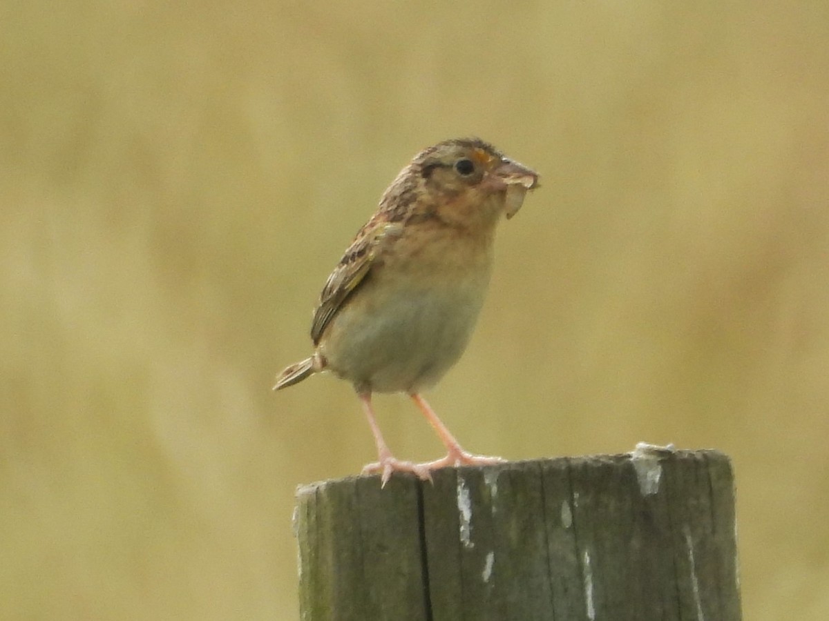 Grasshopper Sparrow - Bill Blauvelt