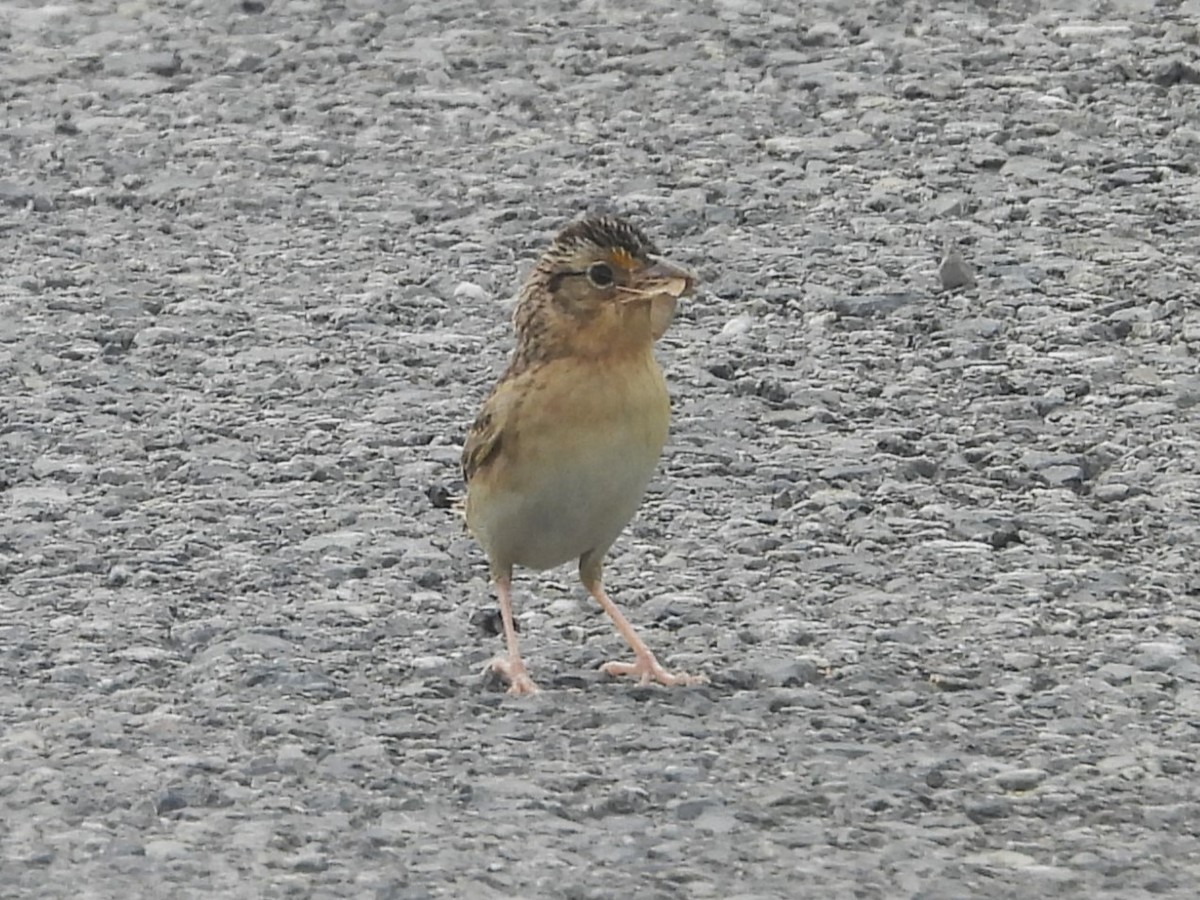 Grasshopper Sparrow - ML620768604