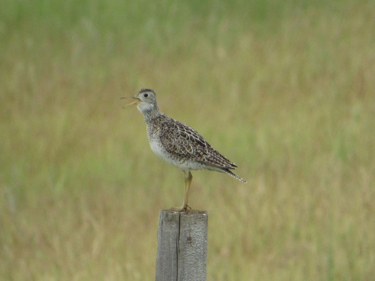 Upland Sandpiper - ML620768612