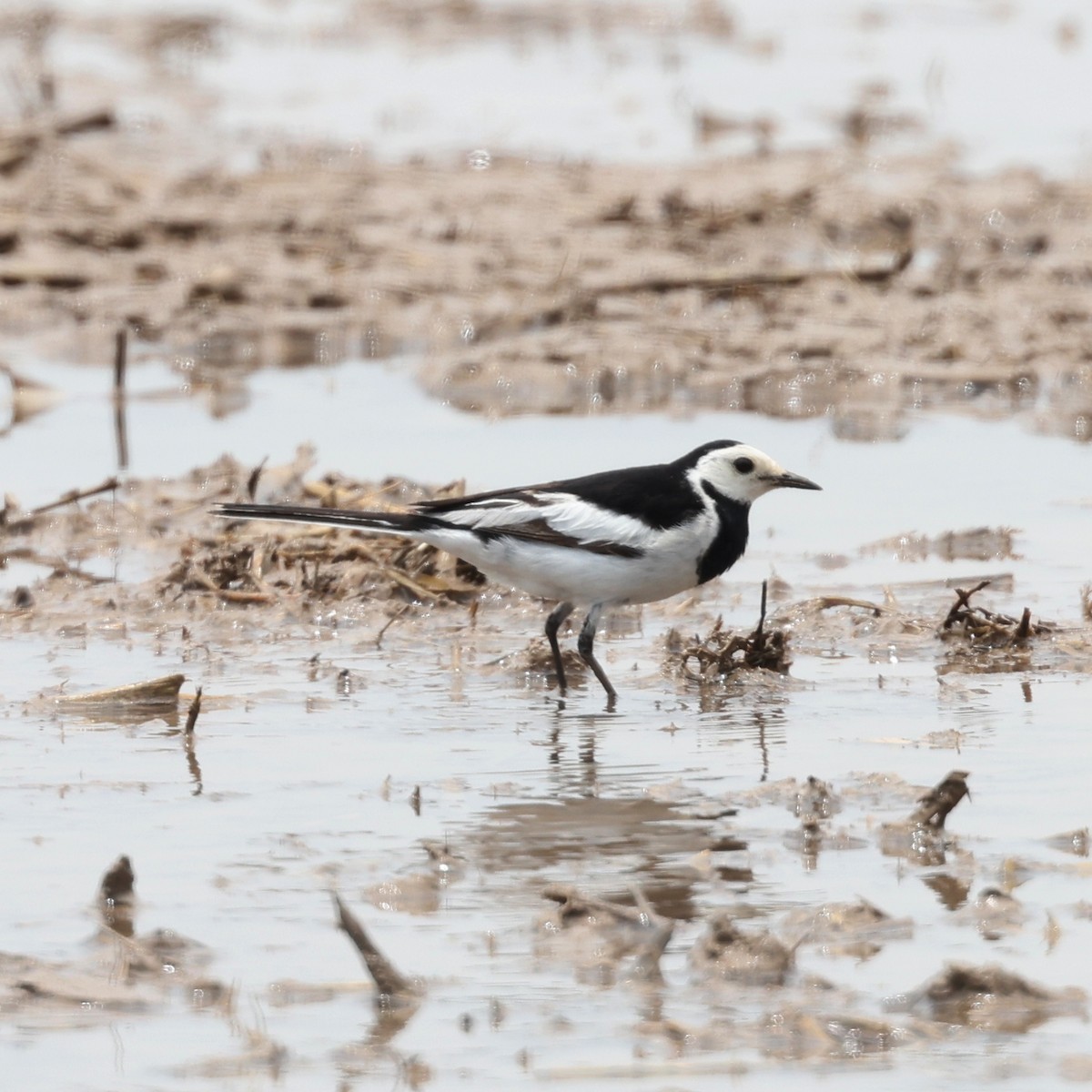 White Wagtail - ML620768618