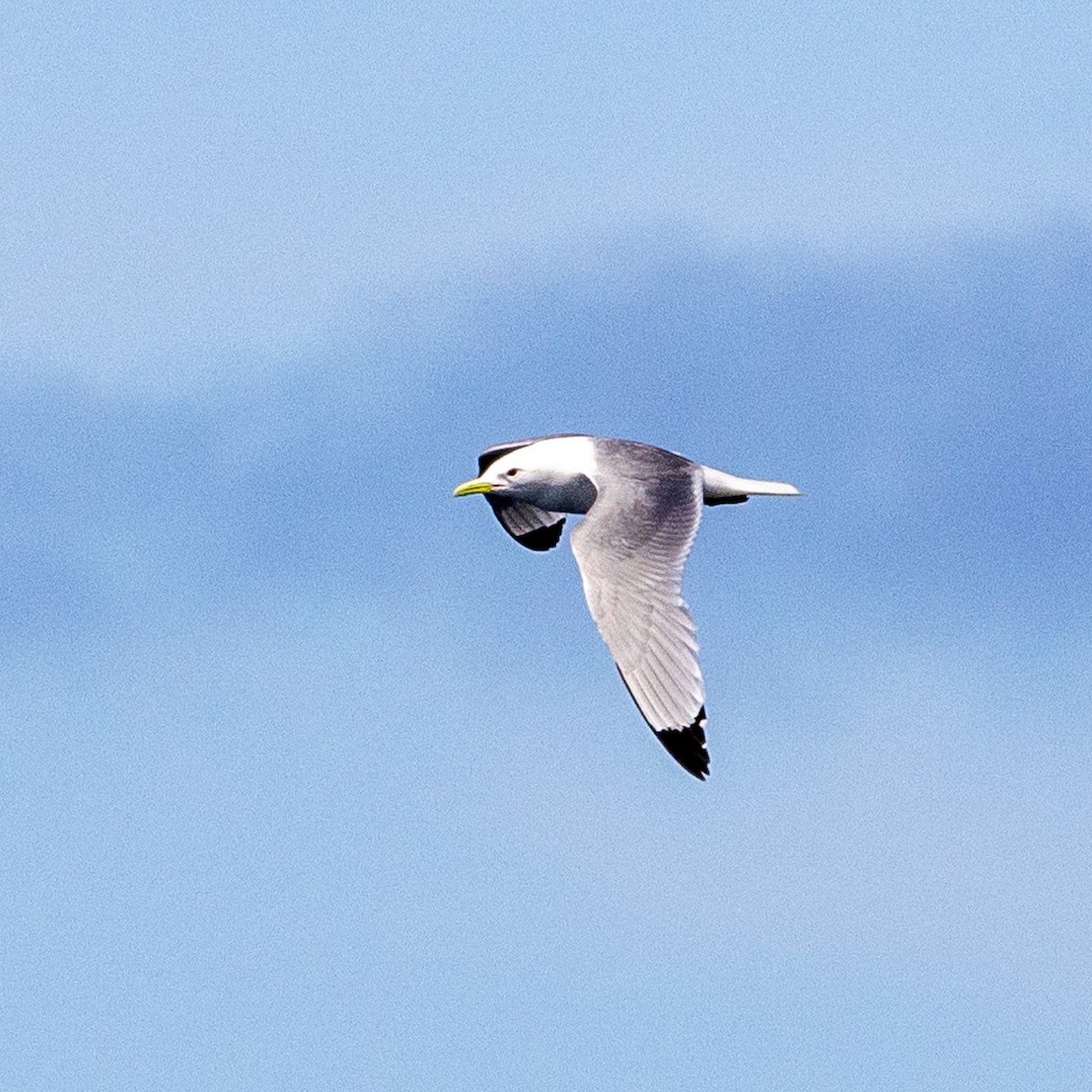 Gaviota Tridáctila - ML620768621