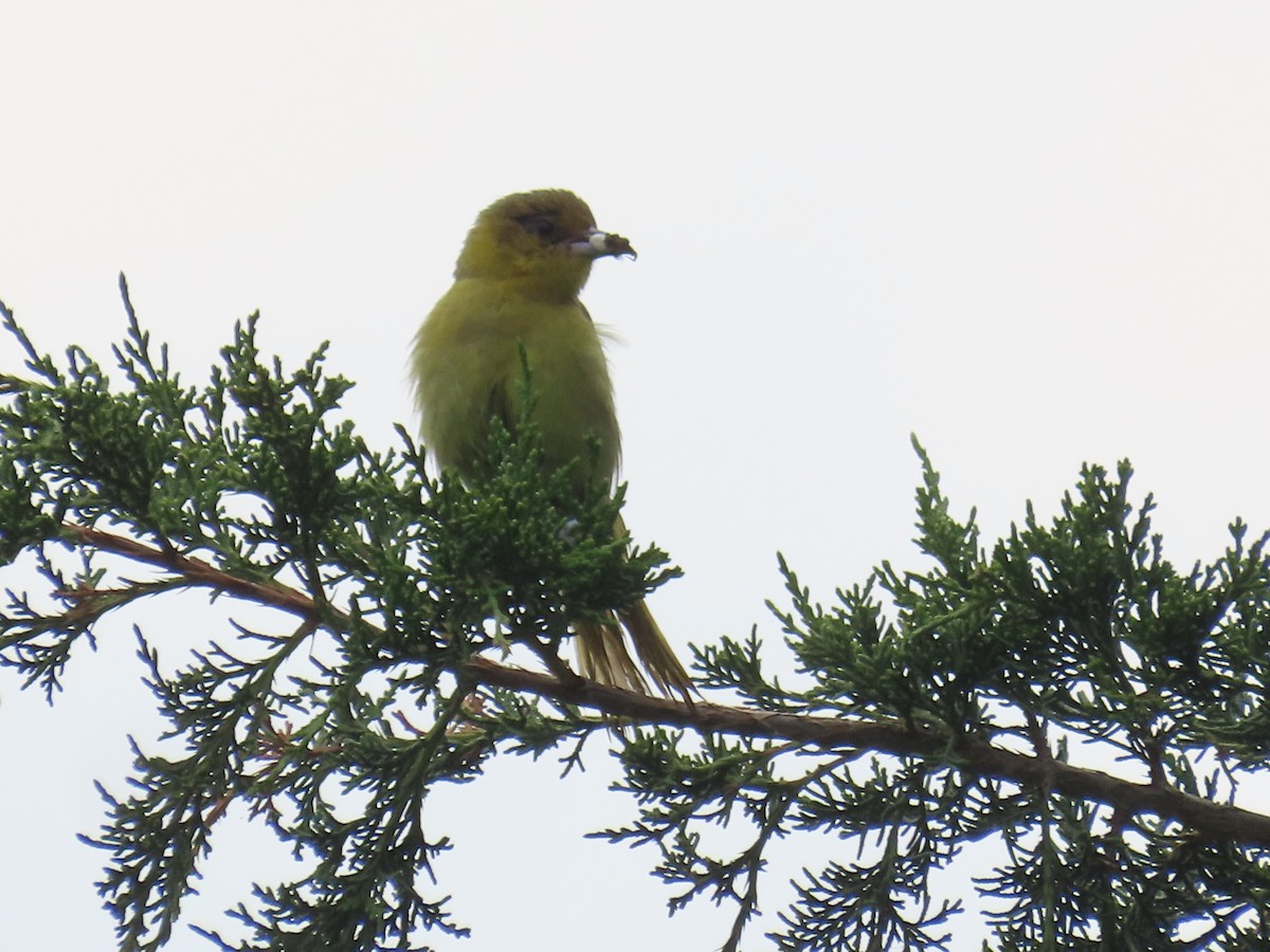 Orchard Oriole - ML620768624