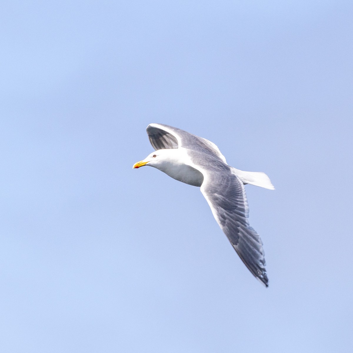 Herring x Glaucous-winged Gull (hybrid) - ML620768626