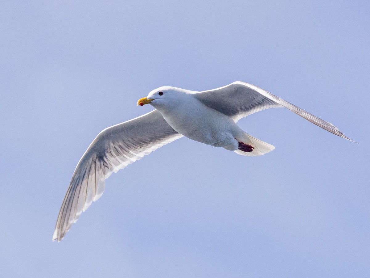 Glaucous-winged Gull - ML620768630