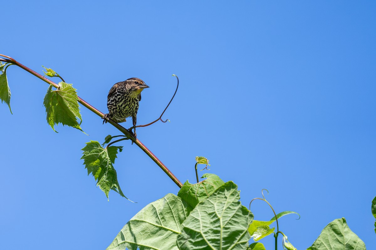 Red-winged Blackbird - Matt Saunders