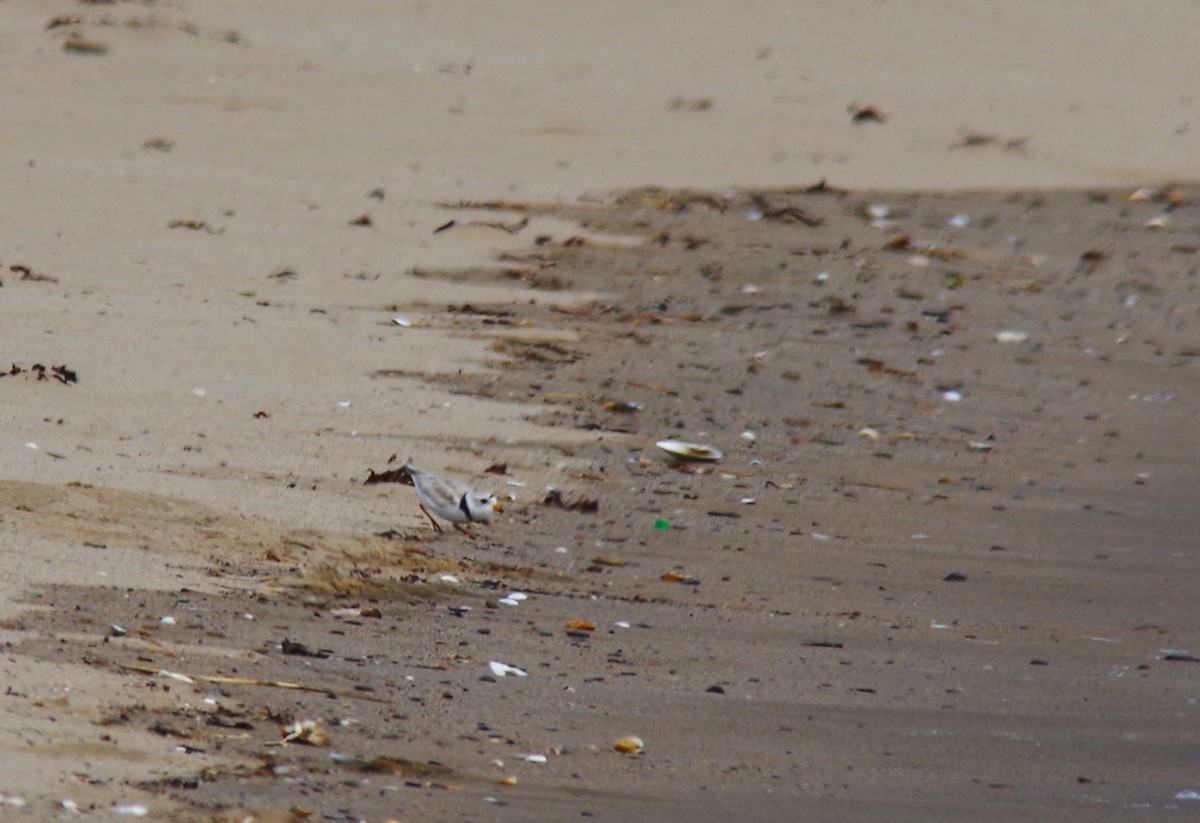 Piping Plover - ML620768639