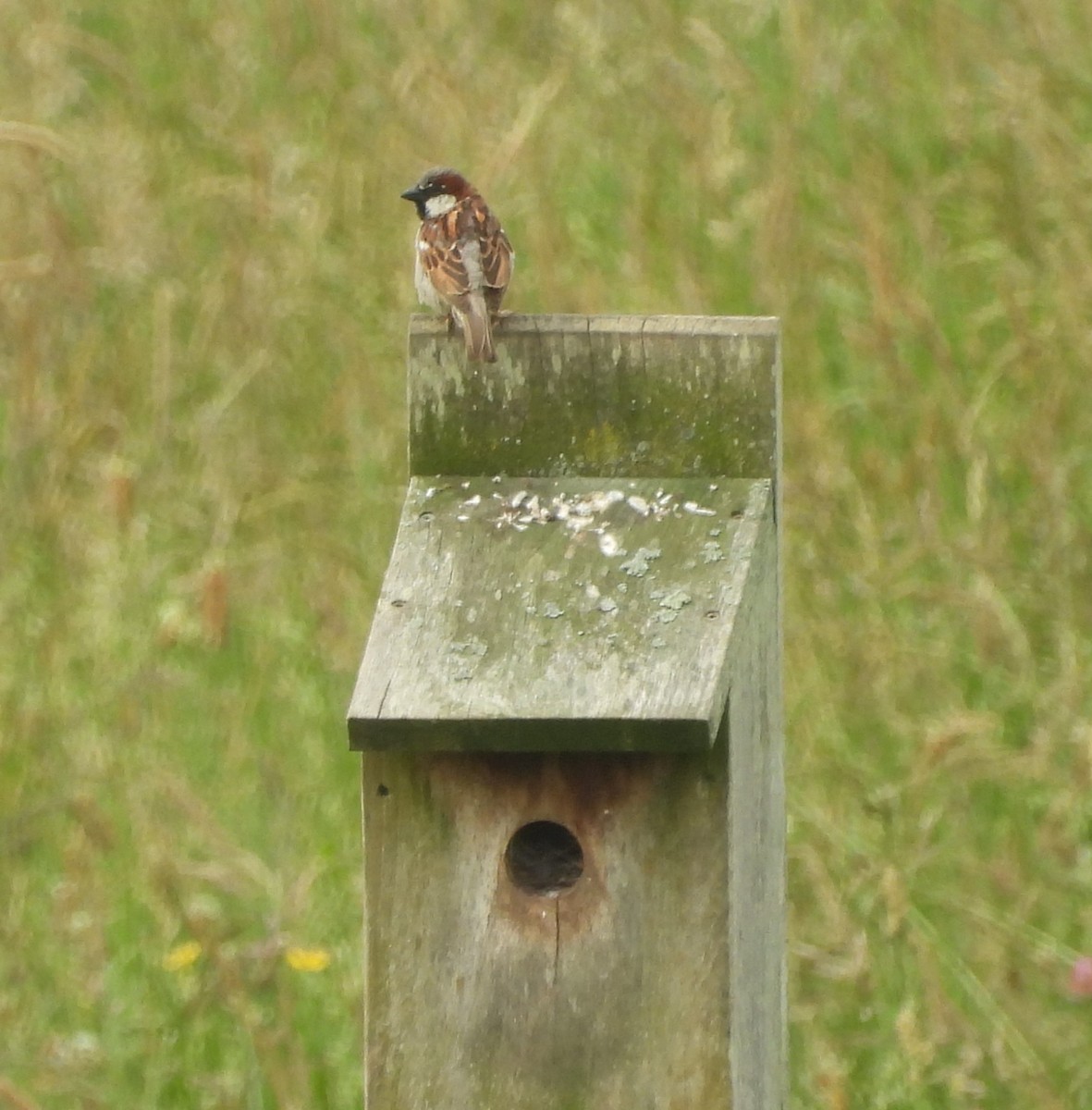 Moineau domestique - ML620768641