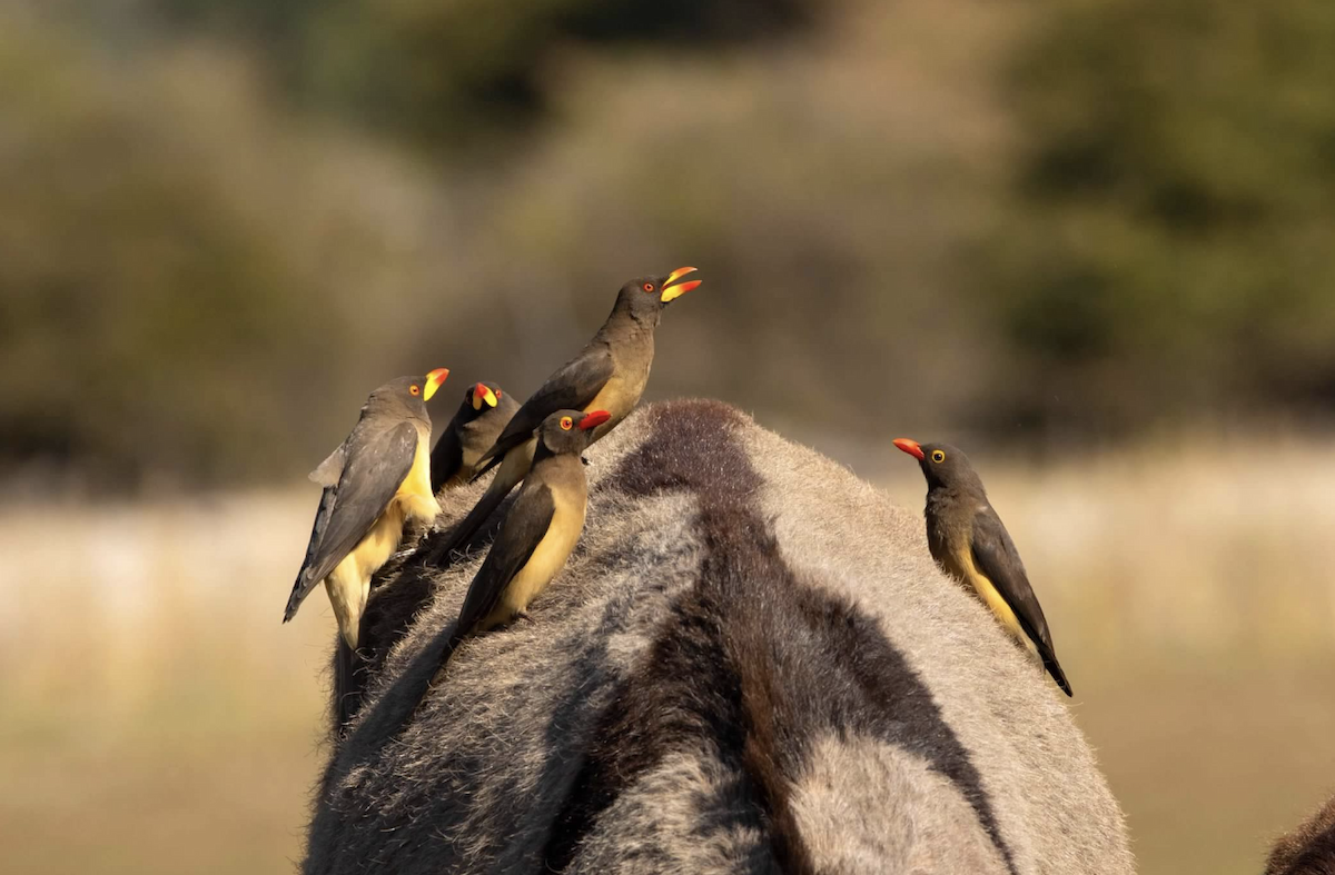 Red-billed Oxpecker - ML620768642