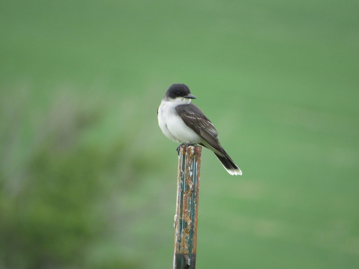 Eastern Kingbird - ML620768644