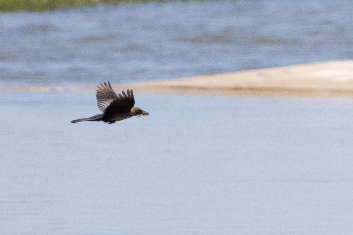 Boat-tailed Grackle - ML620768647