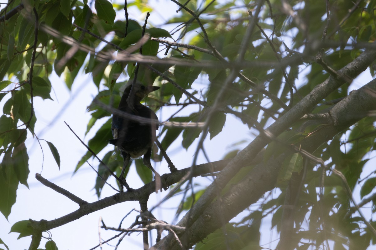 Boat-tailed Grackle - ML620768648