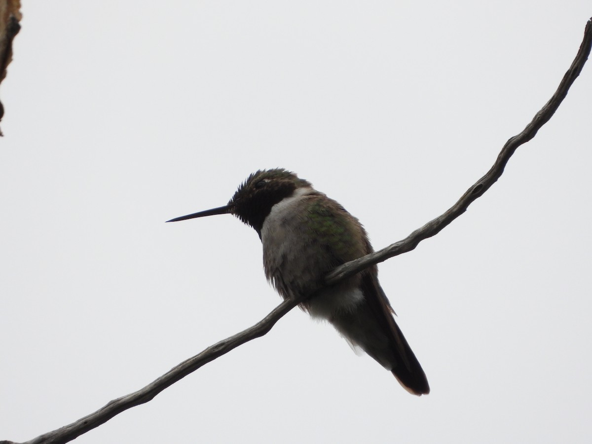 Broad-tailed Hummingbird - ML620768651