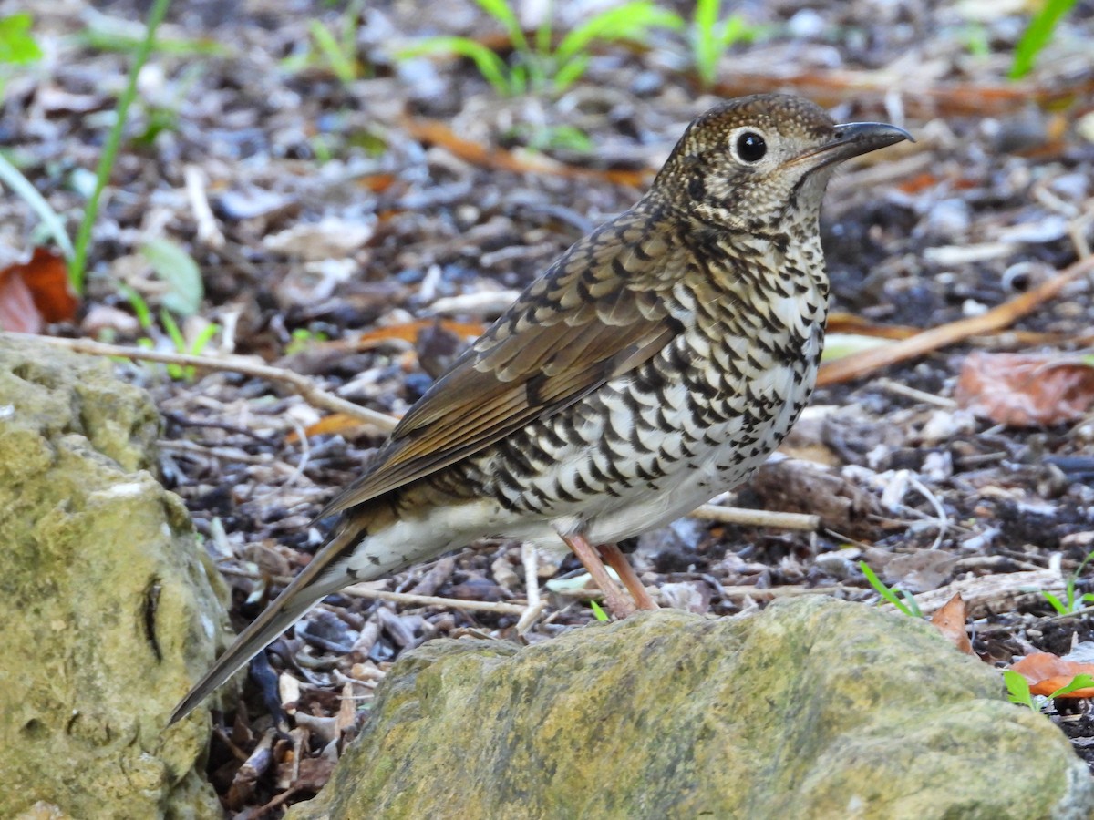 Bassian Thrush - ML620768658