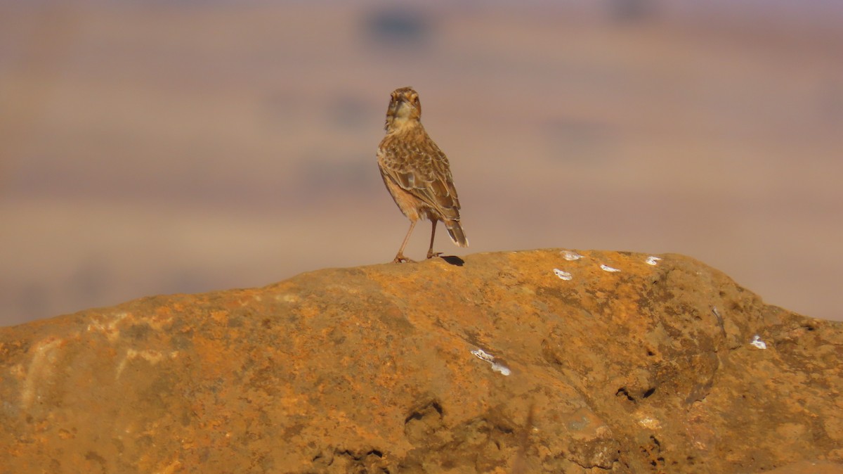 Alouette éperonnée (groupe albofasciata) - ML620768659