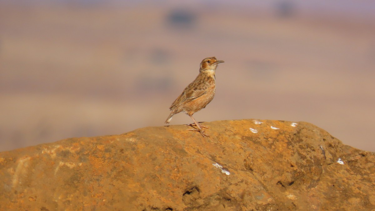 Alouette éperonnée (groupe albofasciata) - ML620768660