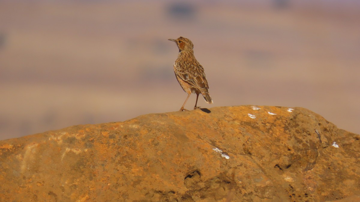 Alouette éperonnée (groupe albofasciata) - ML620768661