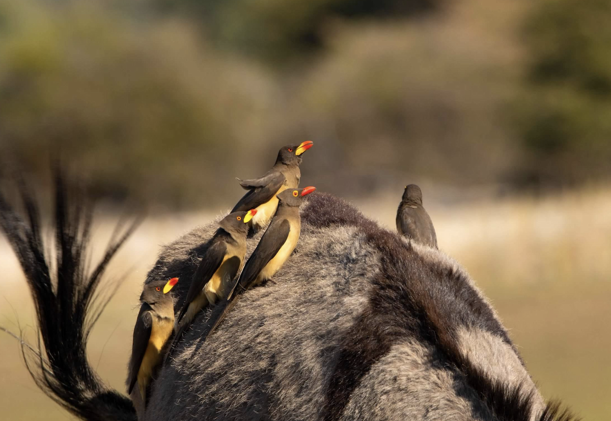 Yellow-billed Oxpecker - ML620768666