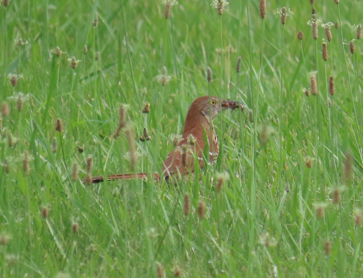 Brown Thrasher - ML620768667