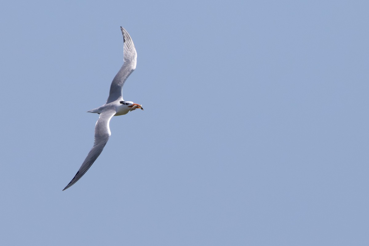 Royal Tern - ML620768668