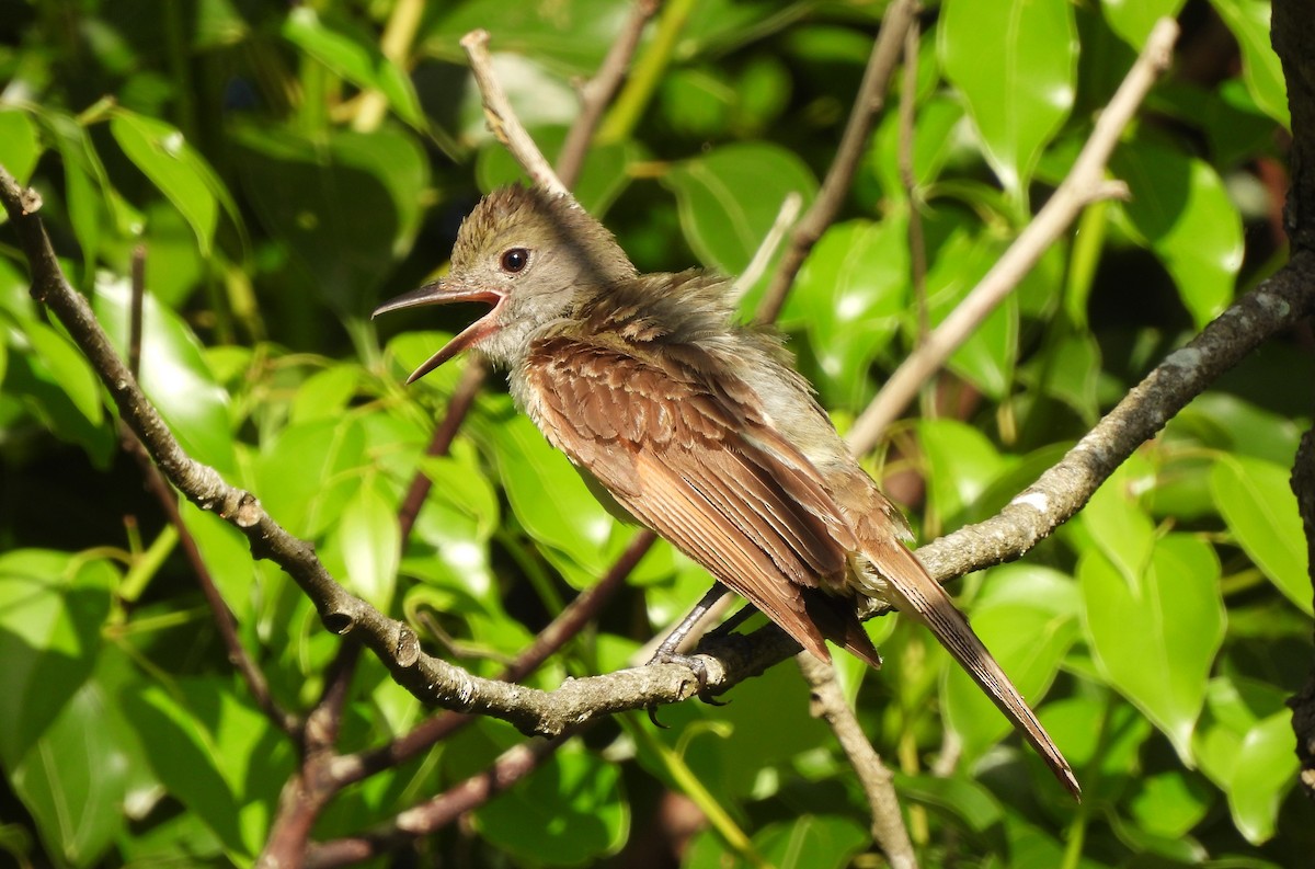 Great Crested Flycatcher - ML620768669