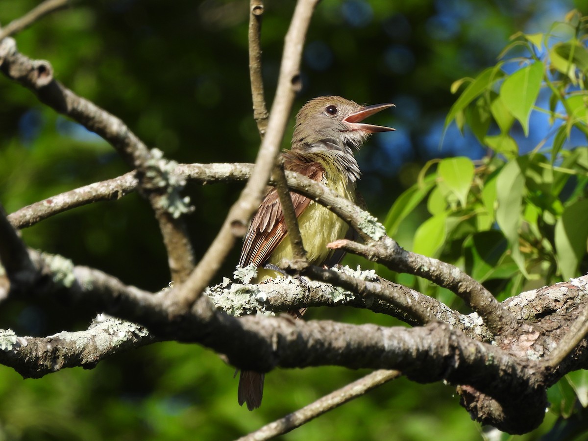 Great Crested Flycatcher - ML620768672