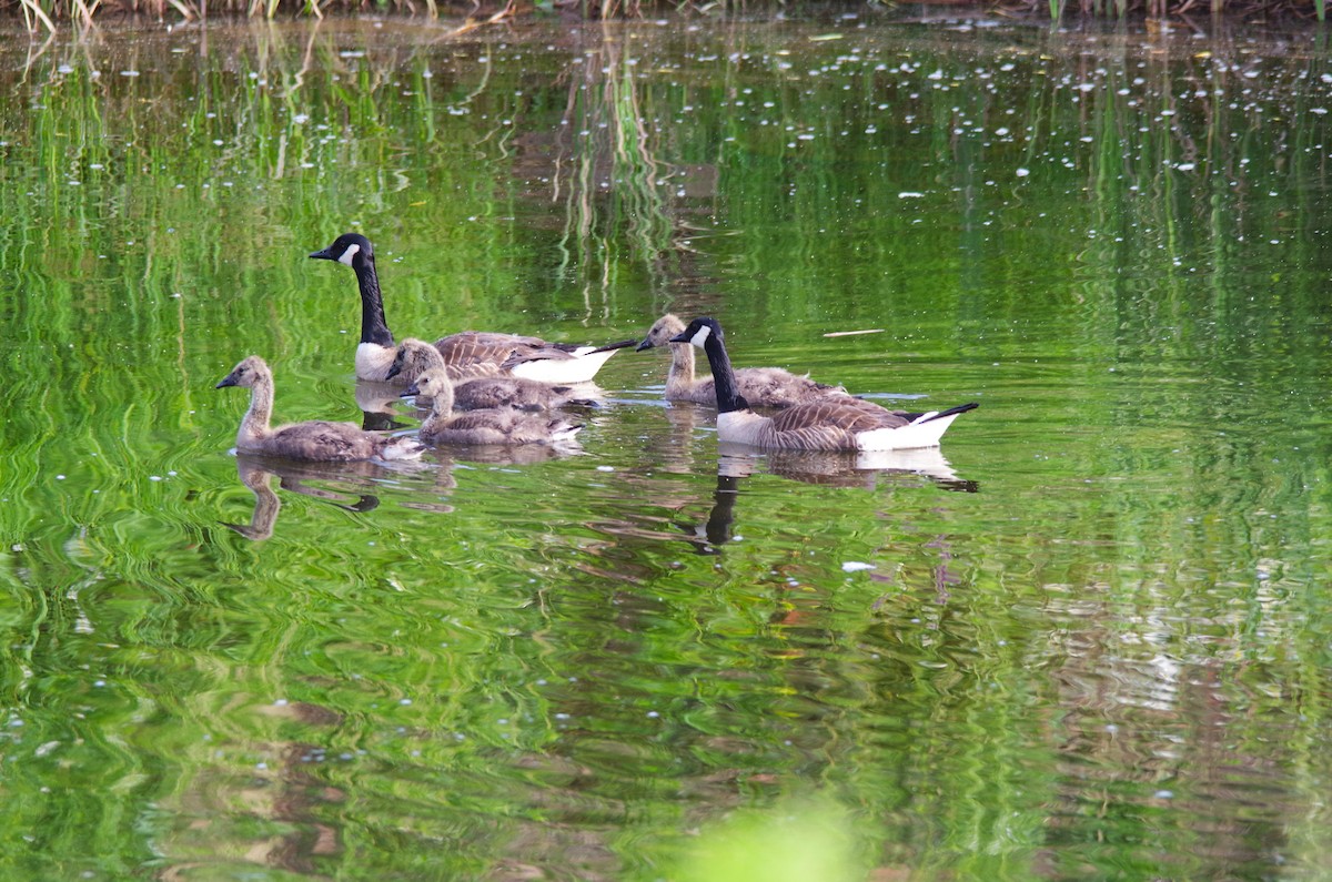 Canada Goose - ML620768673