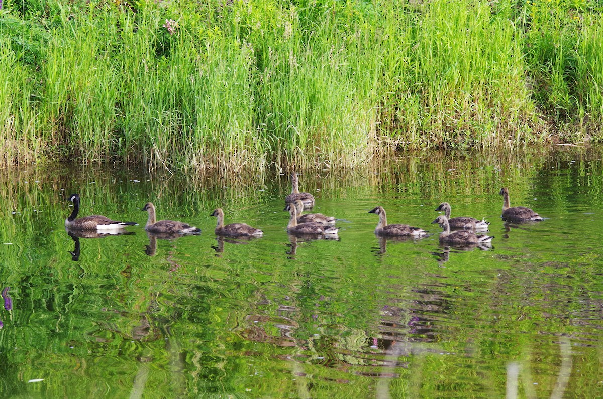 Canada Goose - ML620768674