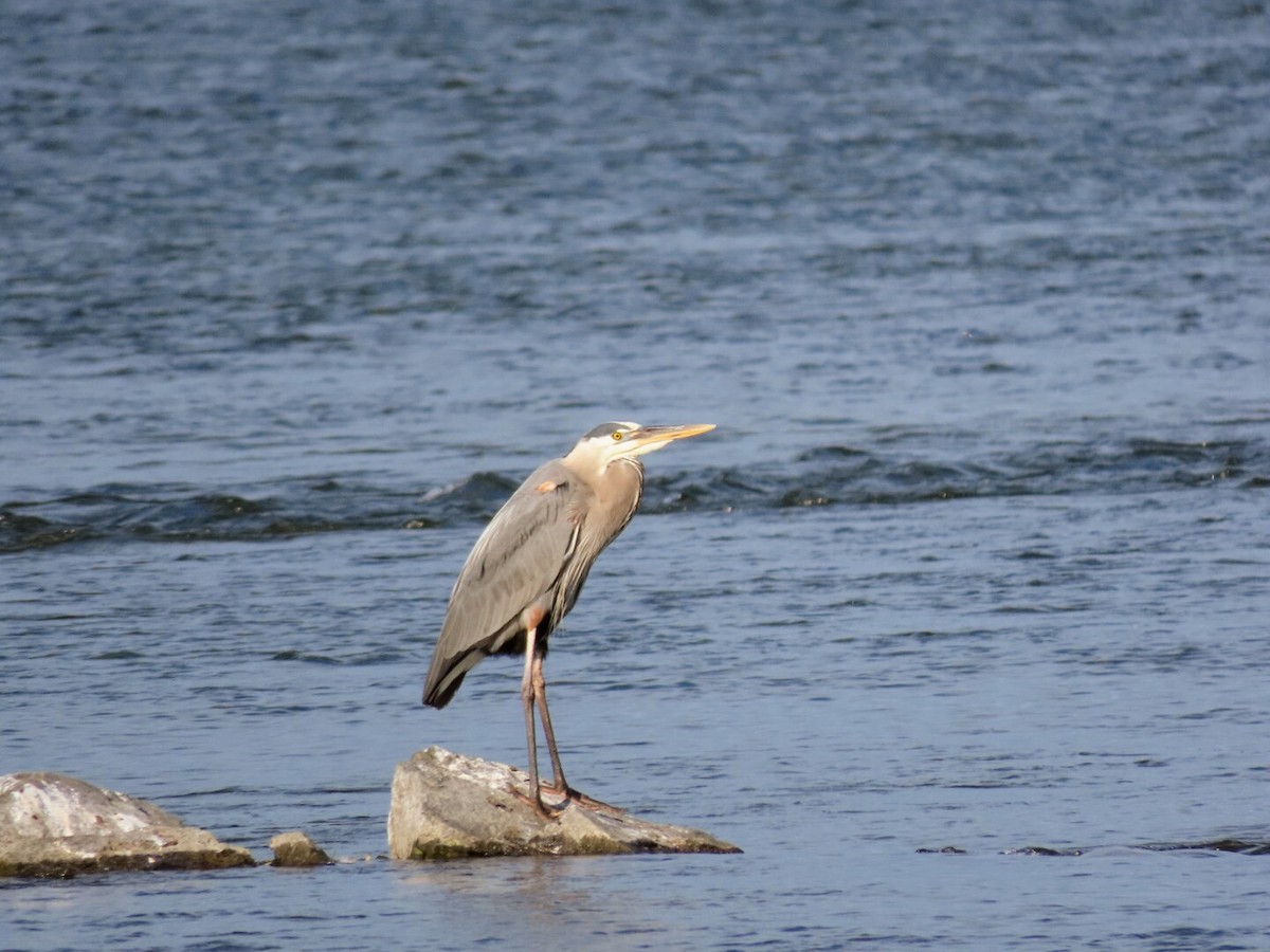 Great Blue Heron - ML620768675