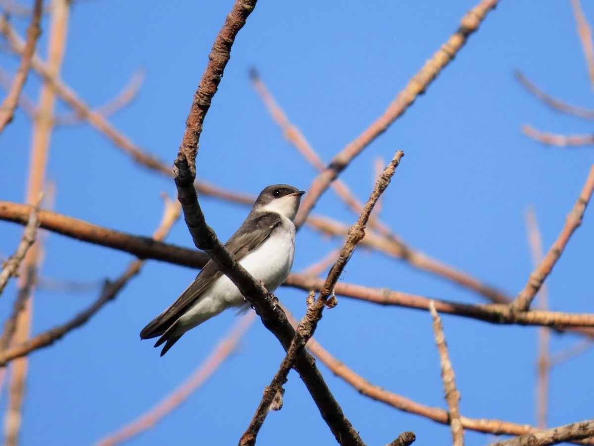 Tree Swallow - ML620768678