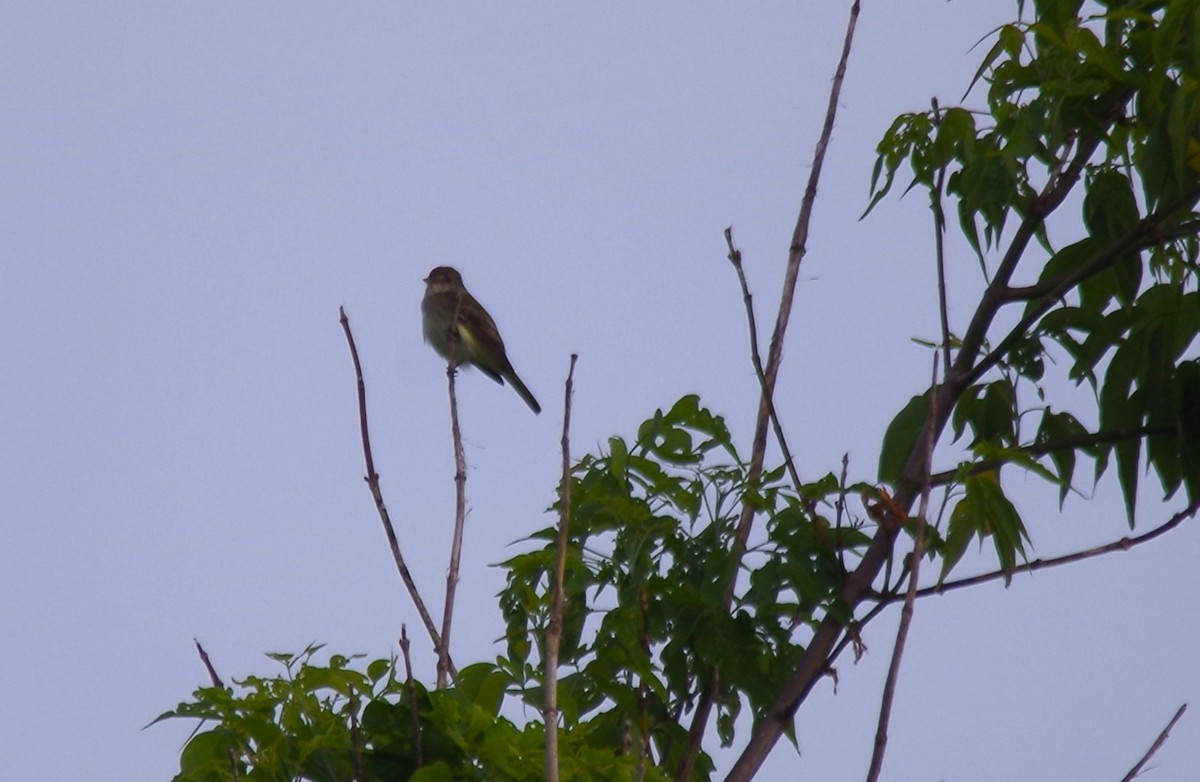 Willow Flycatcher - ML620768680