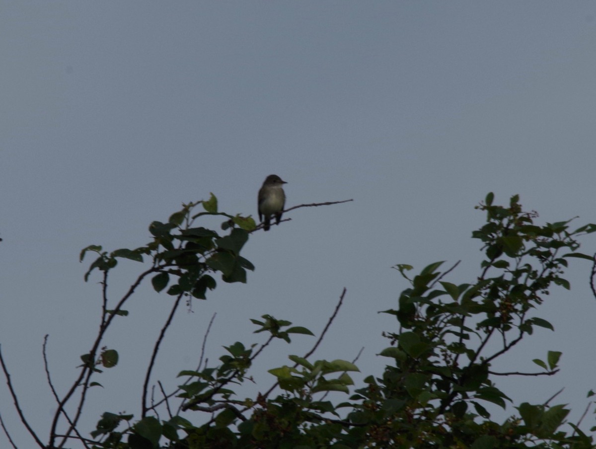 Willow Flycatcher - ML620768682