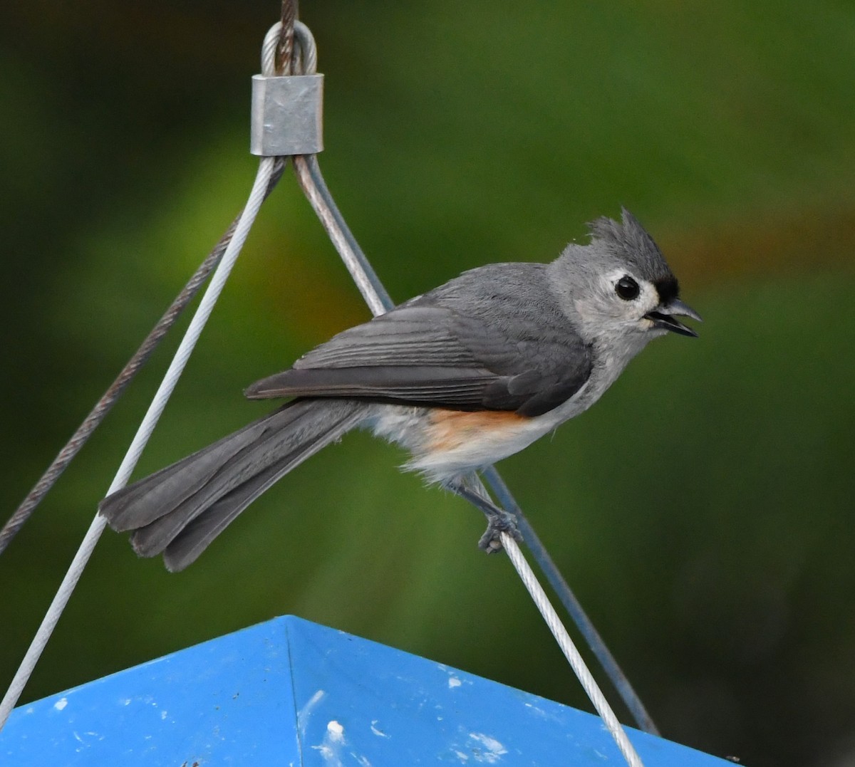 Tufted Titmouse - ML620768683