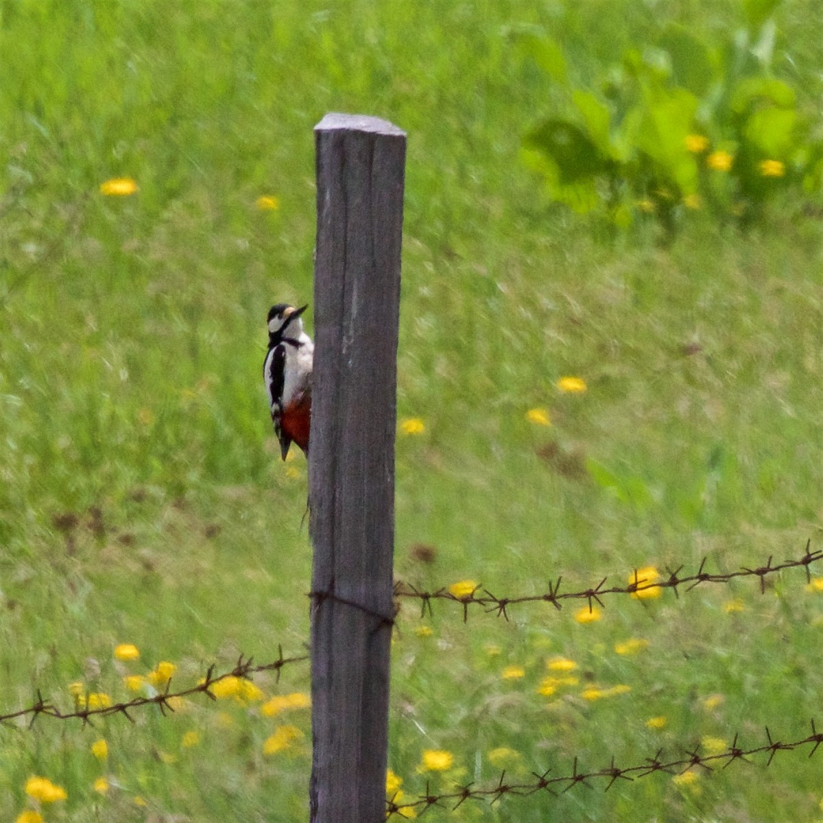 White-winged Woodpecker - ML620768684