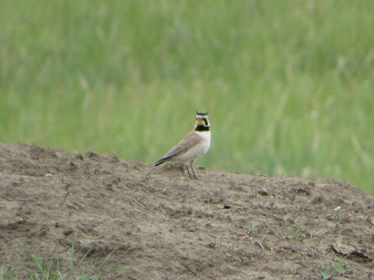 Horned Lark - ML620768685