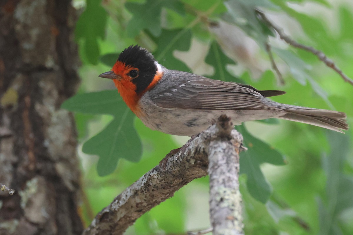 Red-faced Warbler - ML620768686